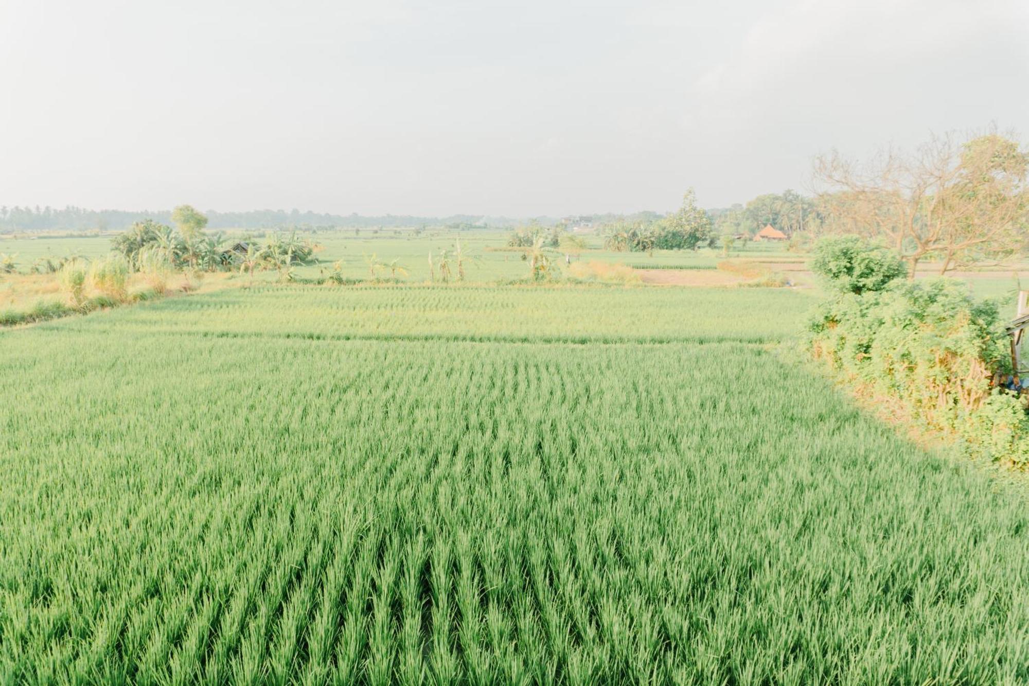 Ikin Ubud